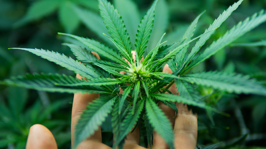 In door grow hemp. Legal Marijuana cultivation in the home. Cannabis at the beginning of flowering. Young cannabis plant. Medicinal indica with CBD.