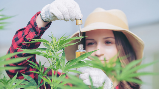 Cannabidiol, hemp oil, full spectrum CBD and THC, hemp balm and CBD capsules.